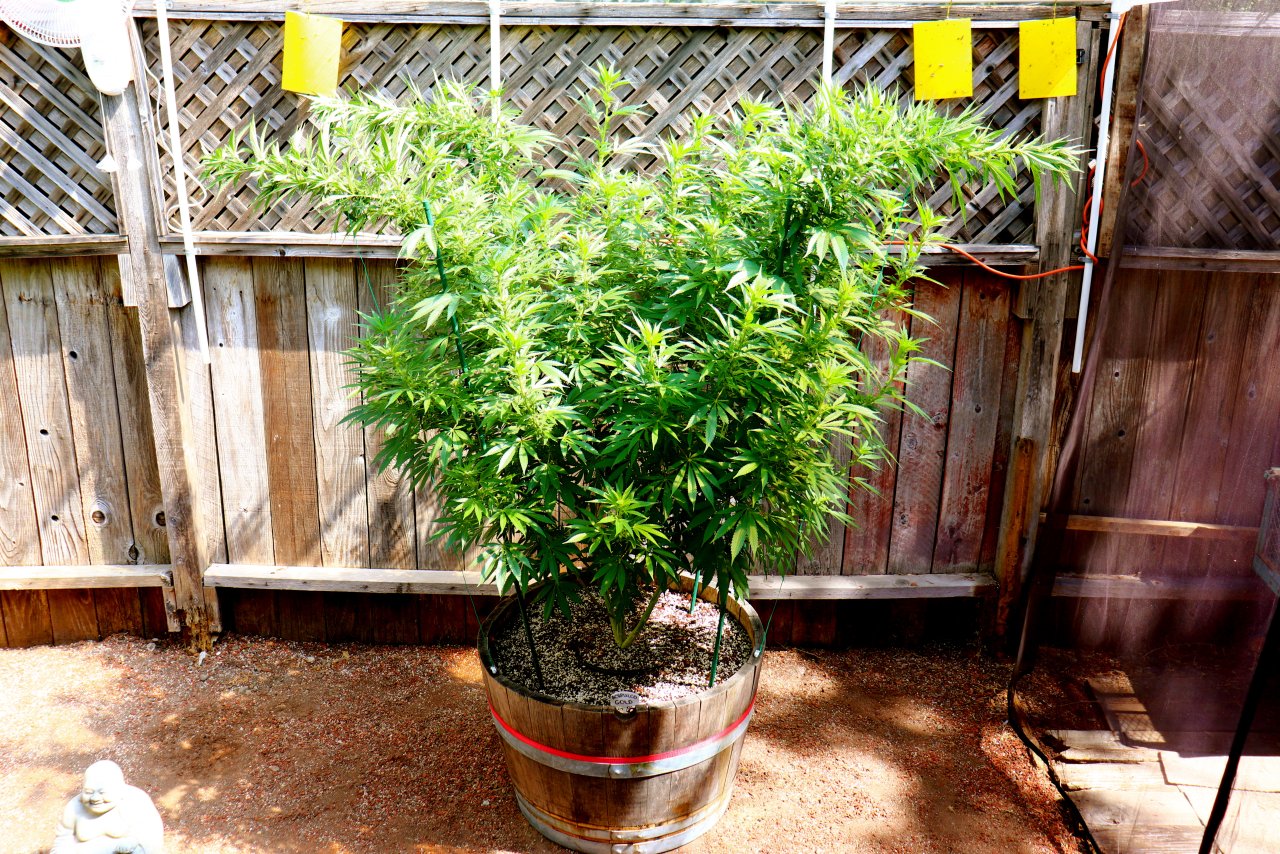 2024 Outdoor Grow Project-Acapulco Gold Fem. by Canuk Seeds/Day 1 of Training-6/15/24