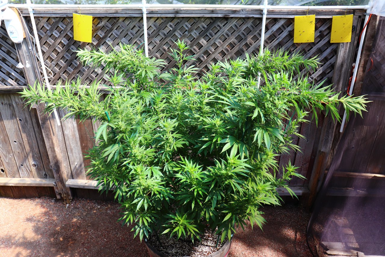 2024 Outdoor Grow Project-Acapulco Gold Fem. by Canuk Seeds/Day 1 of Training-6/15/24