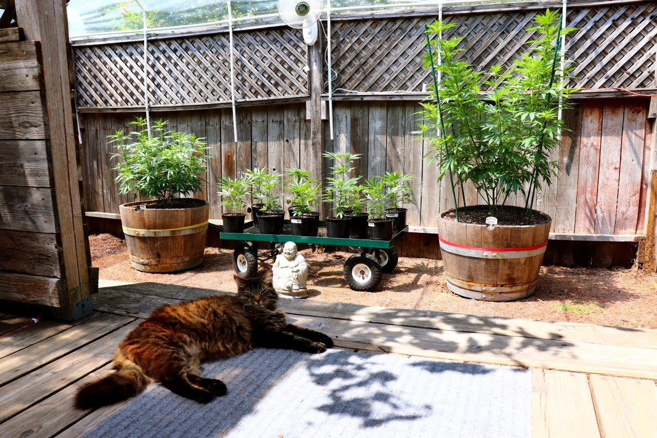 2024 Outdoor Grow Project-Transplant Day-5/20/24