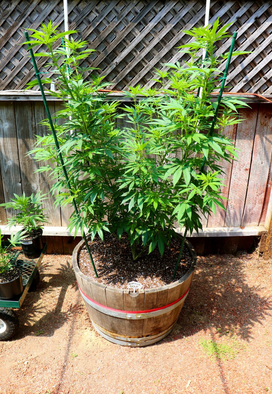 2024 Outdoor Grow Project-Transplant Day-5/20/24