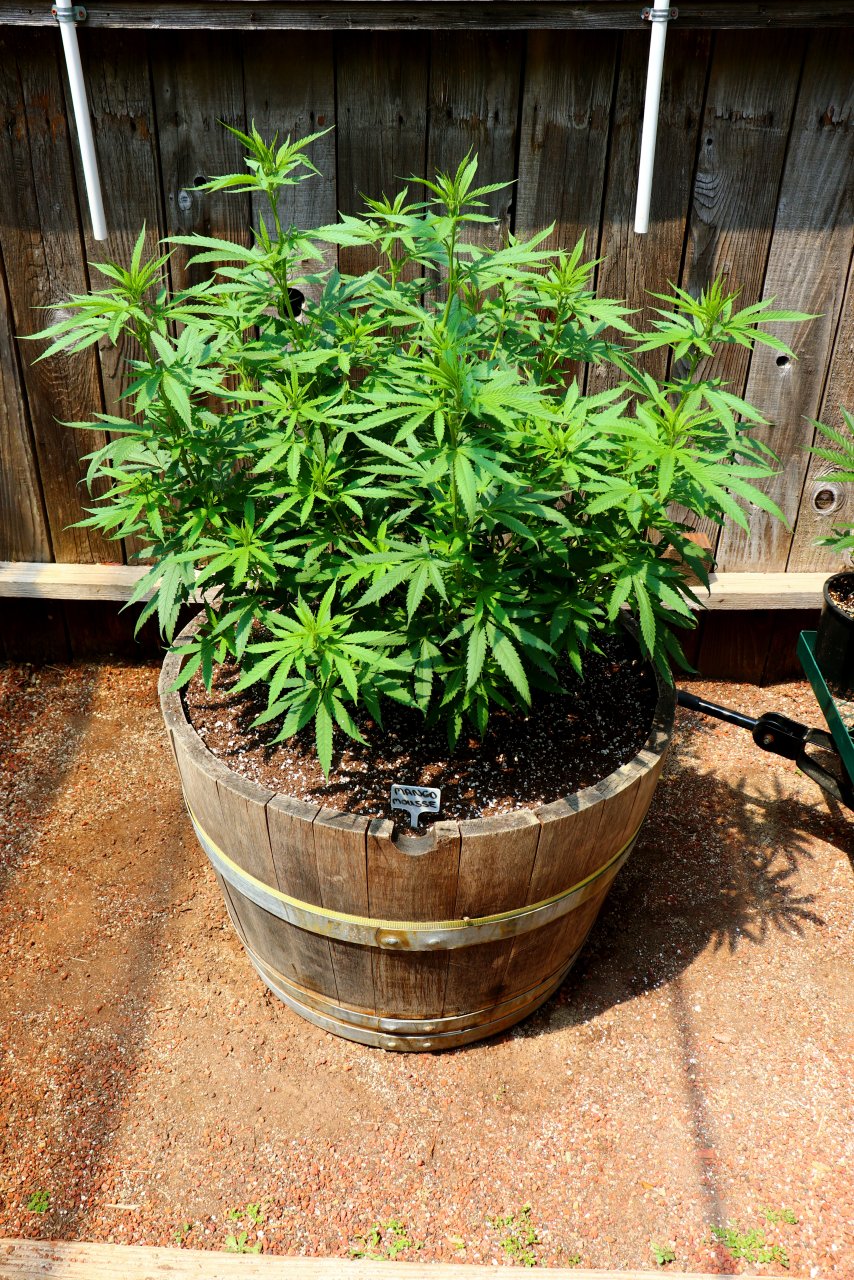 2024 Outdoor Grow Project-Transplant Day-5/20/24