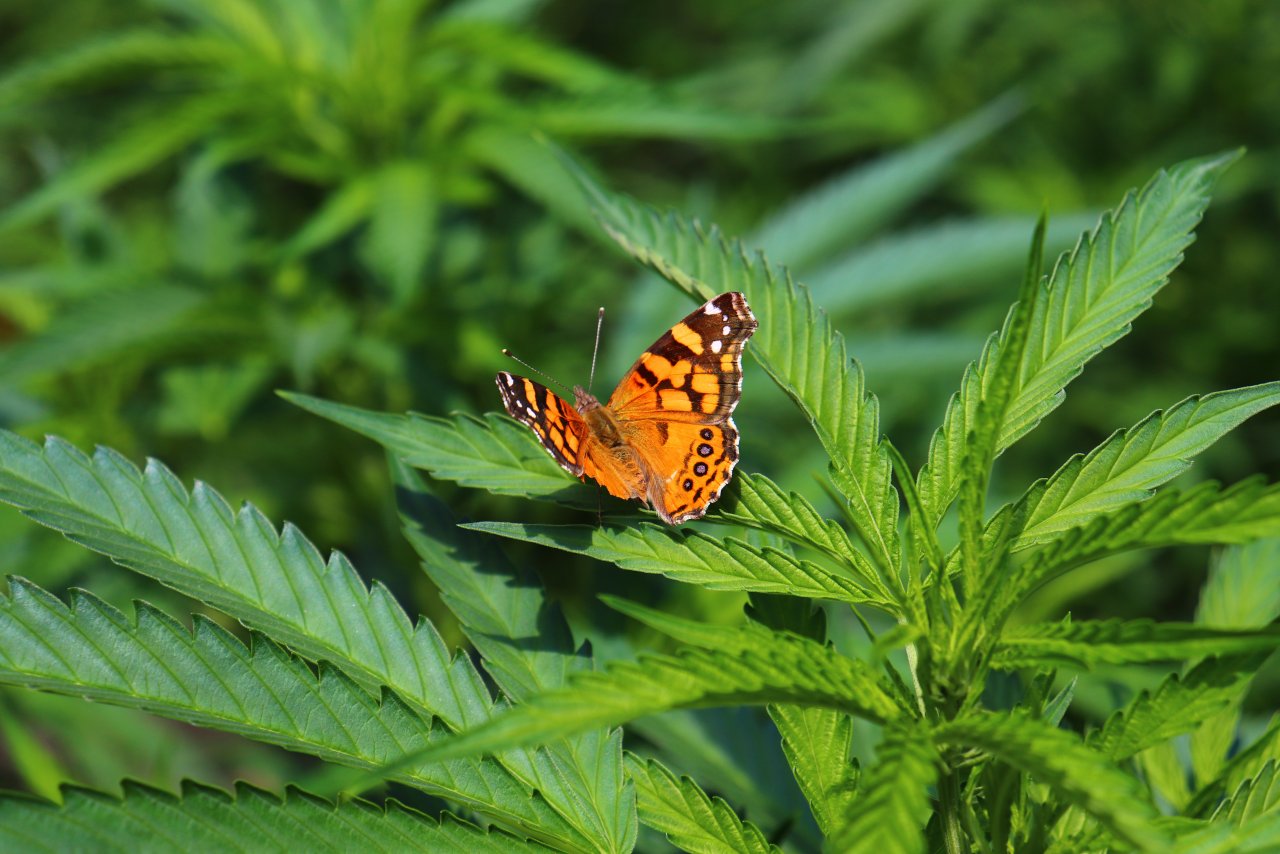 2024 Outdoor Grow Project w/Butterfly-7/17/24