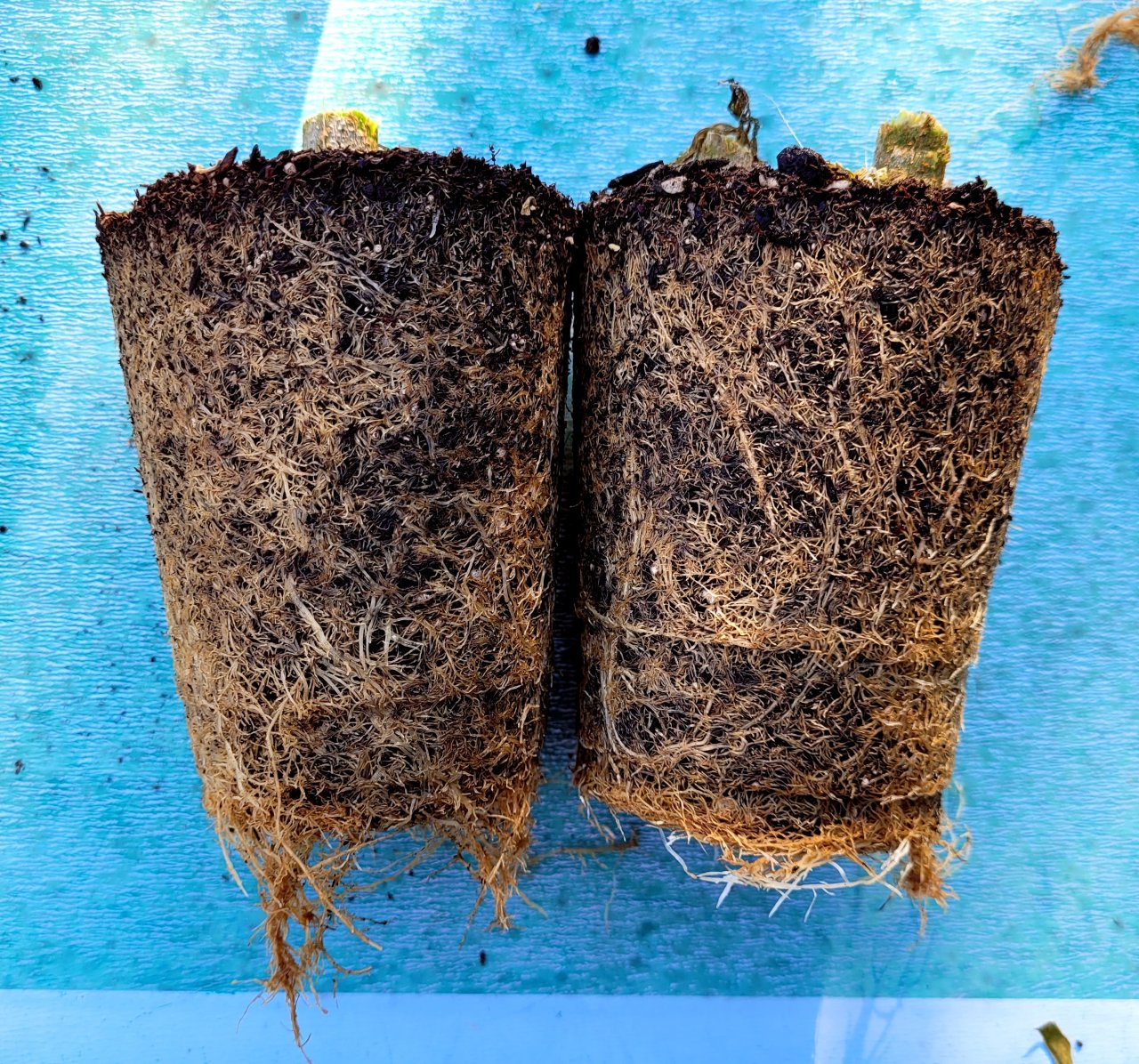 20240112_150044 GM clones roots.jpg