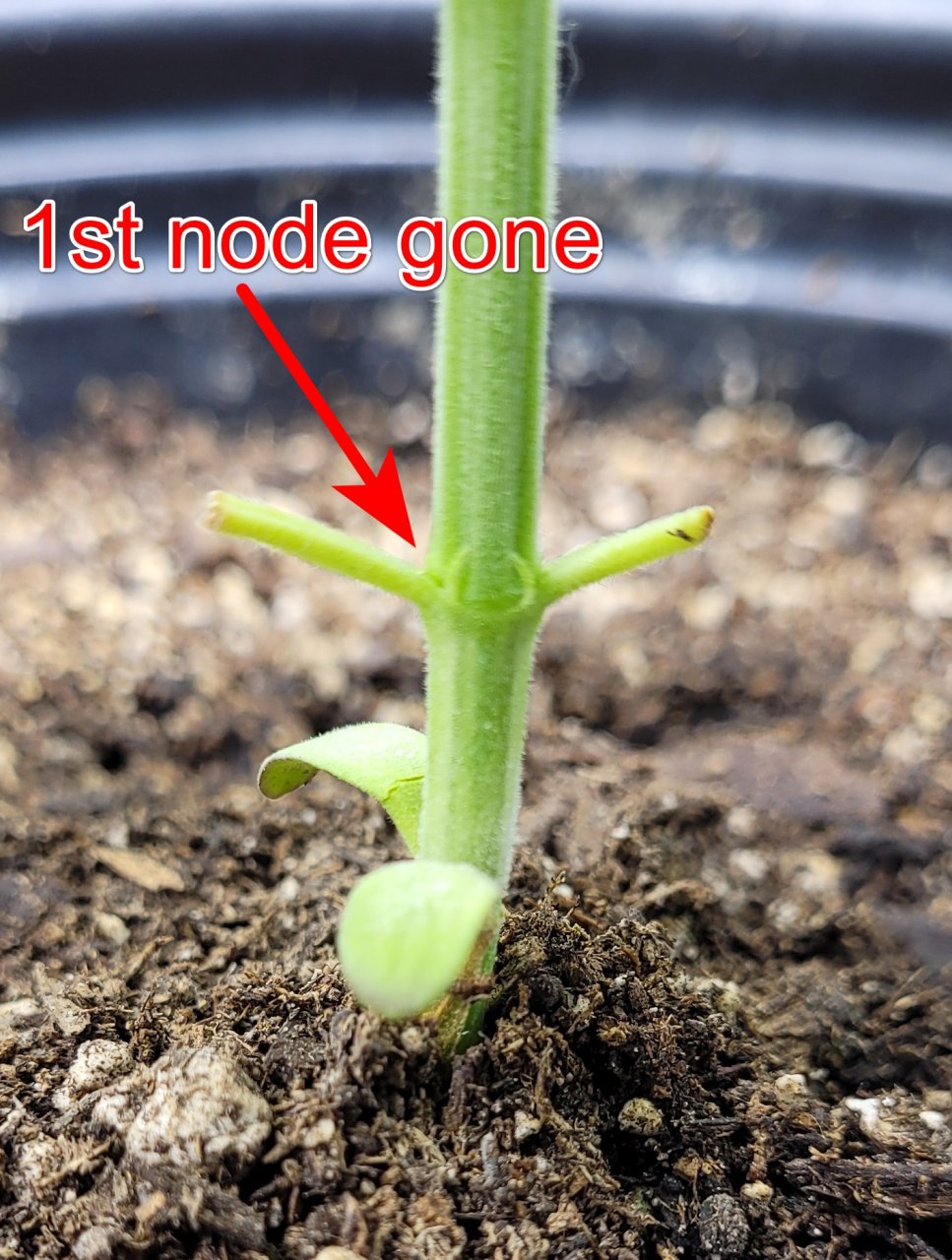 20240515_085417 PGC day 22 1st node gone.jpg