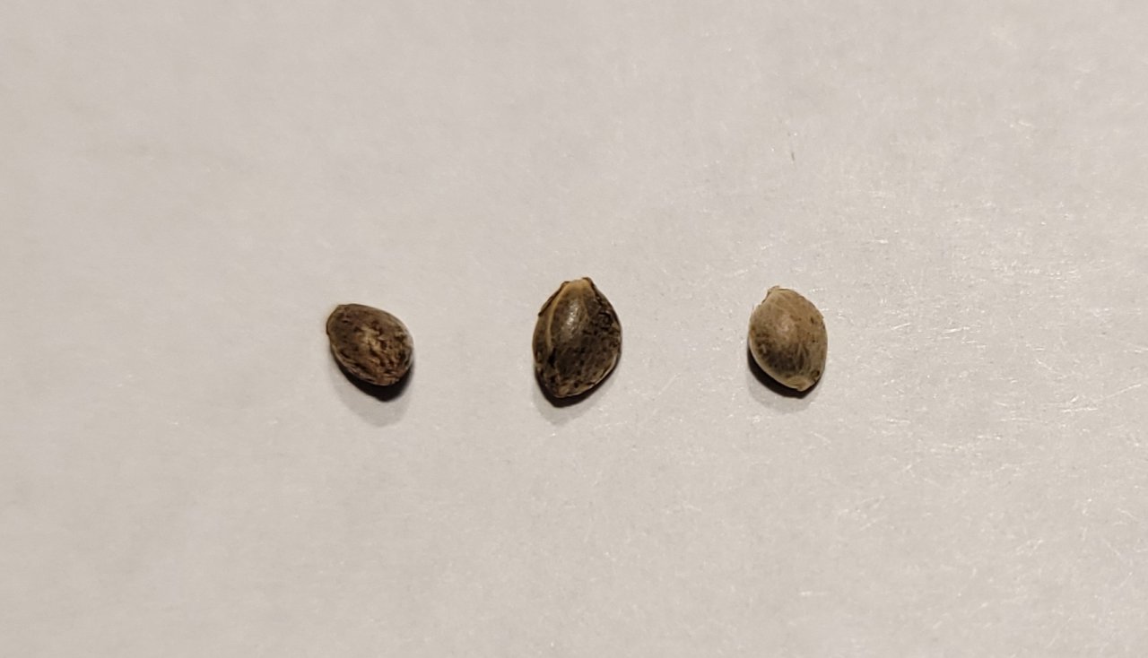 20240607_234930 CD-1 test germination seeds.jpg