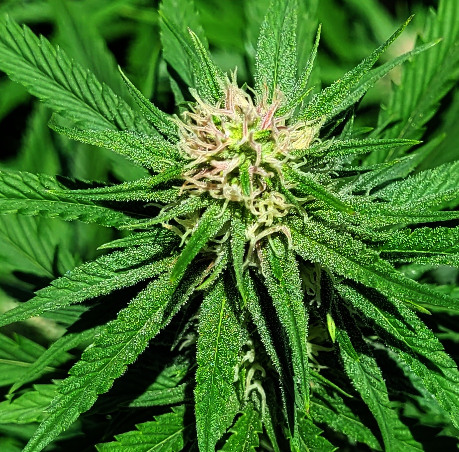 20240727_132345 PGC purple pistils flip day 22.jpg