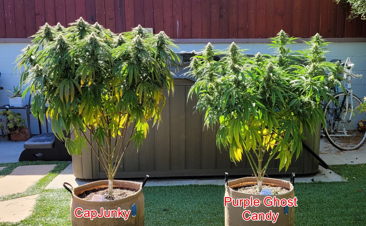 20240805_091059 Summer Grow flip day 31.jpg