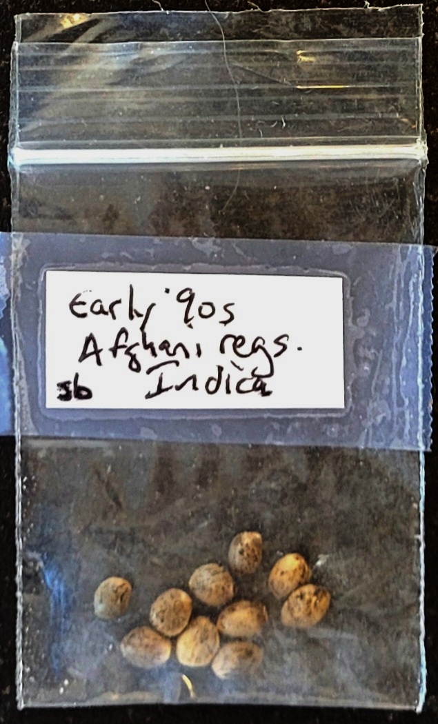 20241020_114712 sb's Afghani seeds.jpg