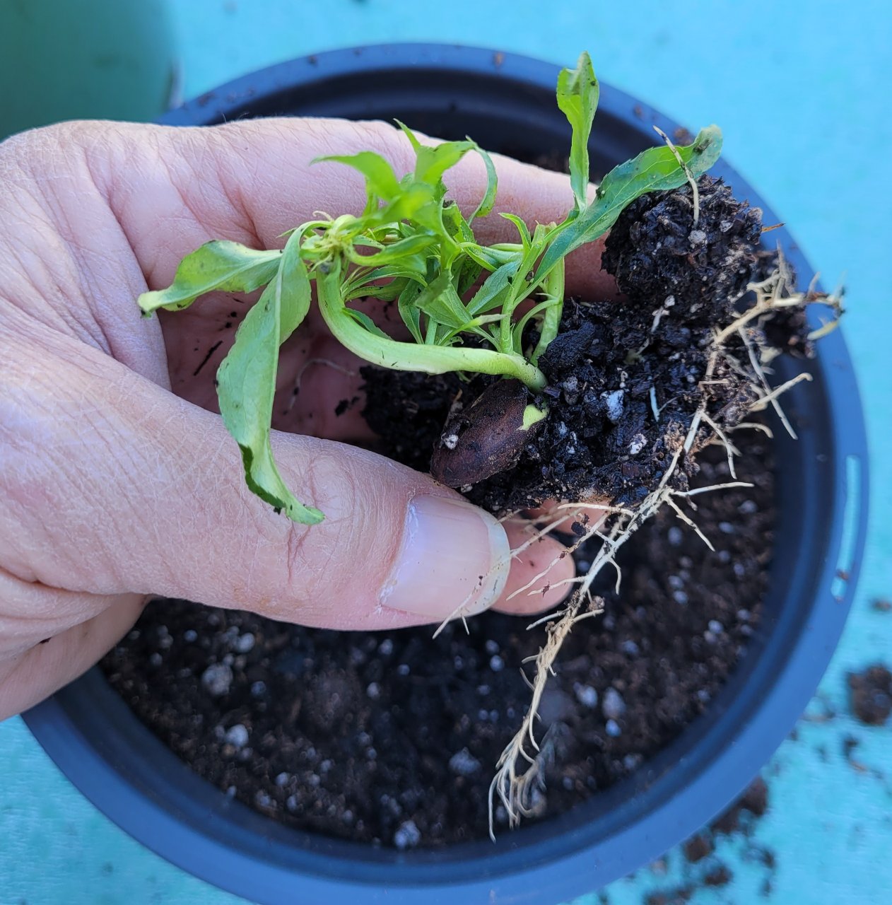 20241020_132236 peach sprout planting.jpg