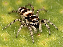 220px-Kaldari_Salticus_scenicus_female_01.jpg