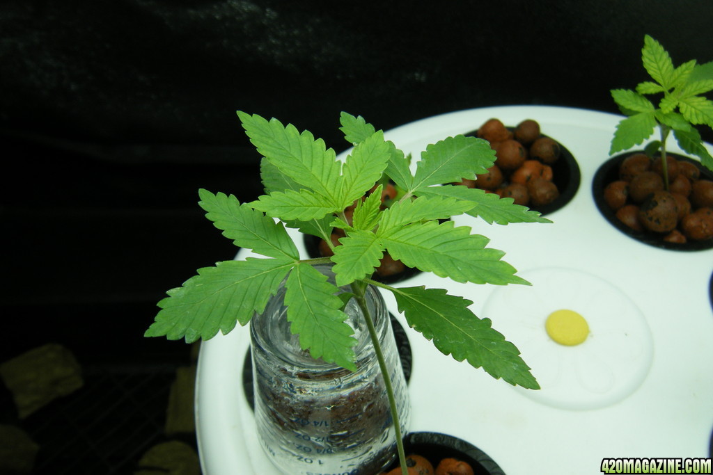 22_seedling_day22