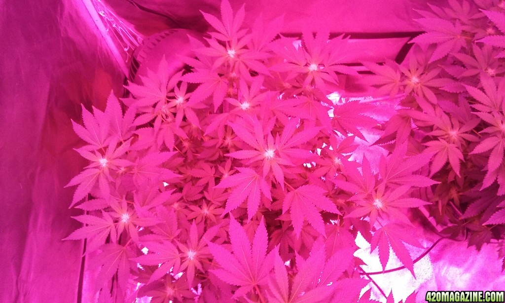 23 days flower