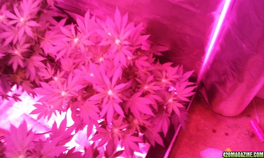 23 days flower