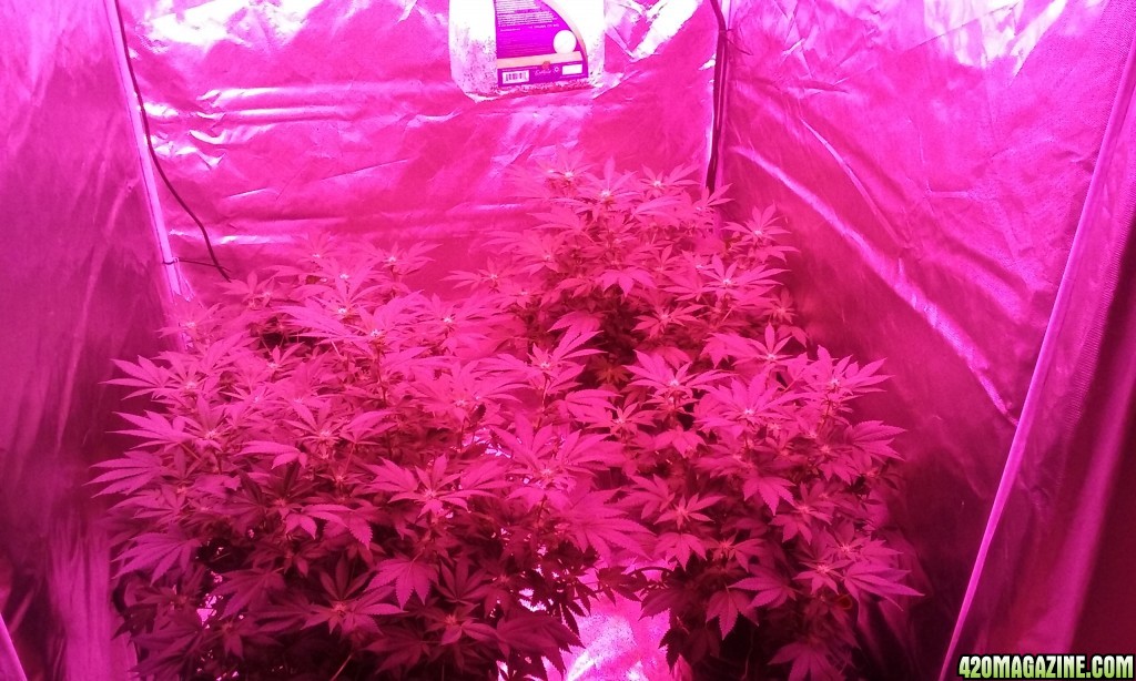 23 days flower