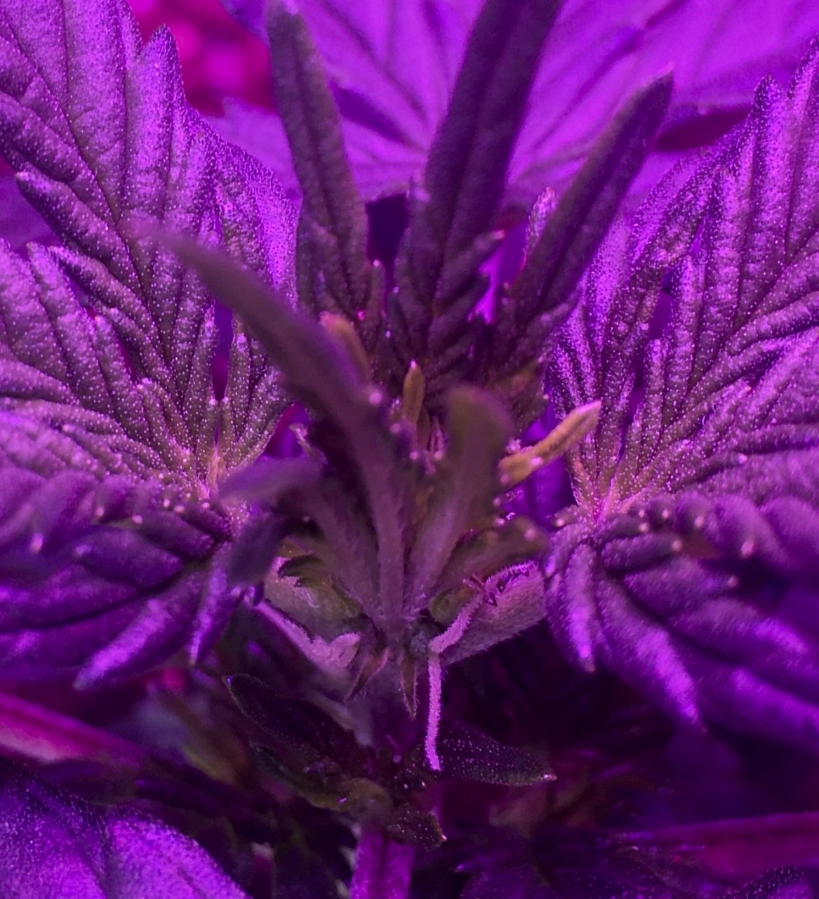 23 Days - Main Cola.JPG