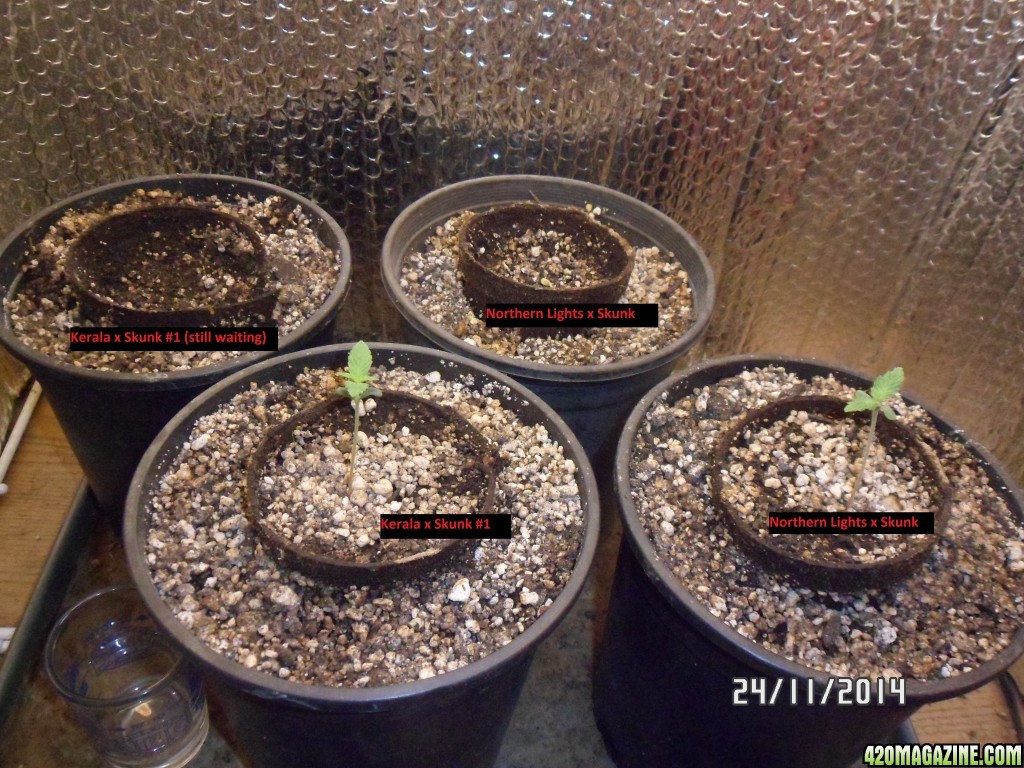 24 November Seedlings!