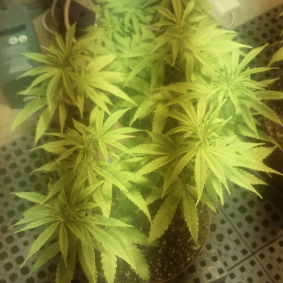 24k Tangie x teaser kush #1 possible female