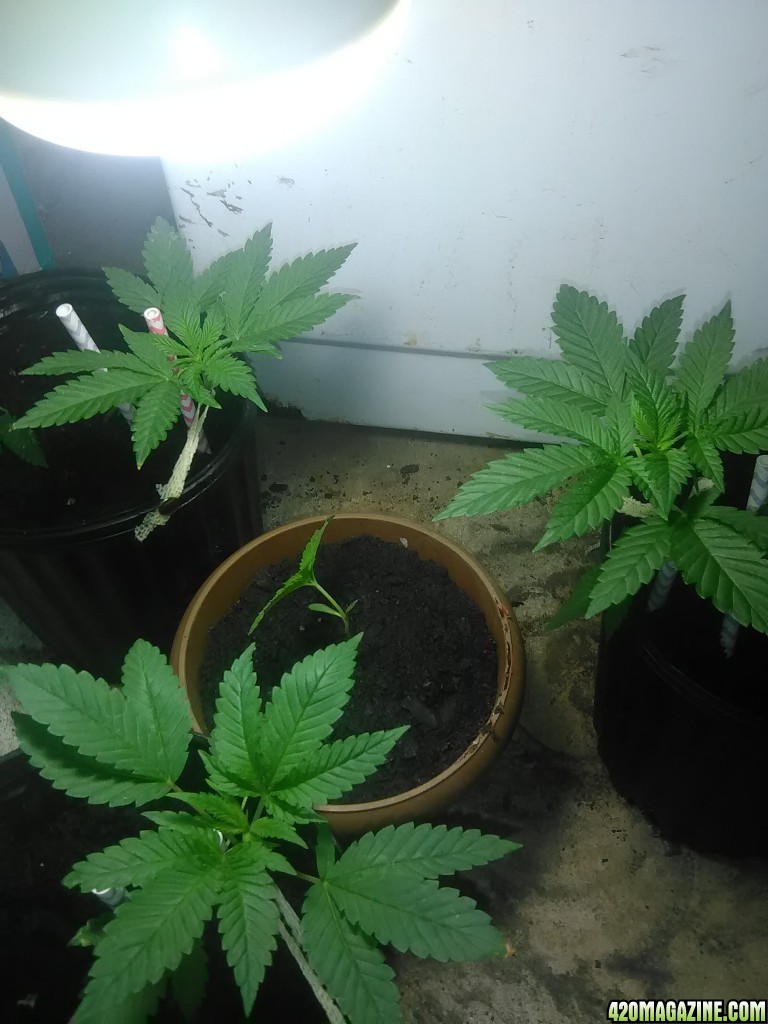 25 days old