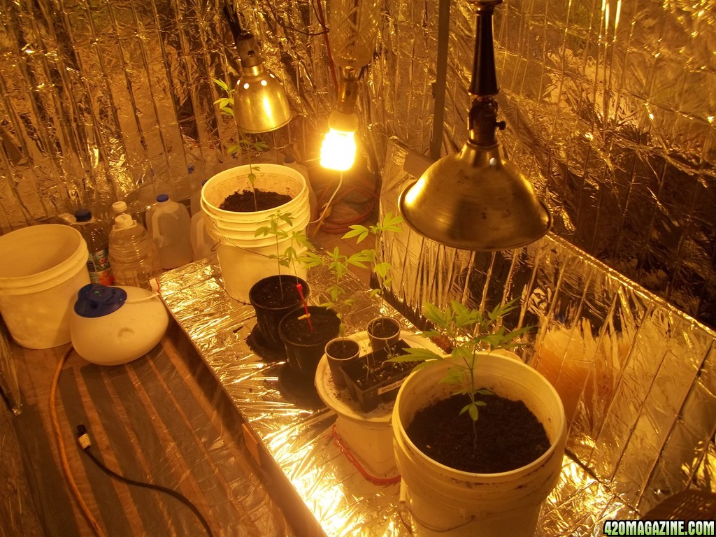 $25 grow room