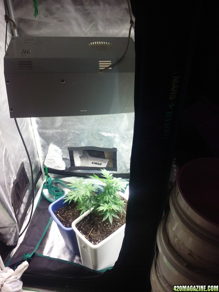 250w mh light in the mini monster baby chamber