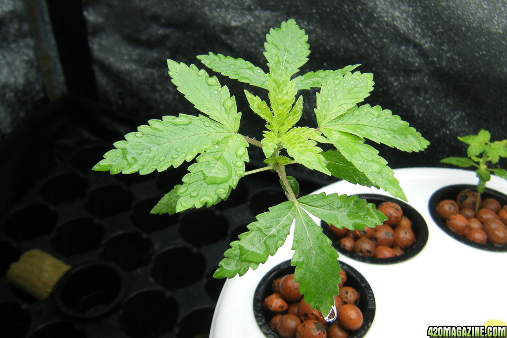 26_seedling_day24