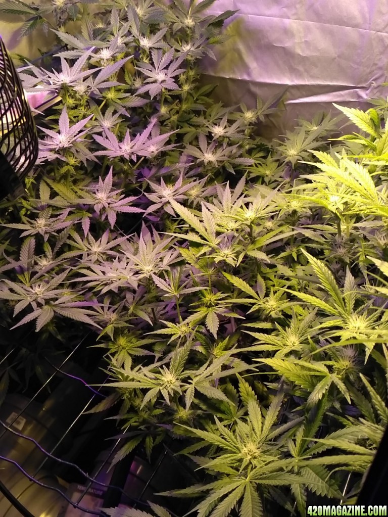 [26F] Sweet Seeds Cream Mandarine F1