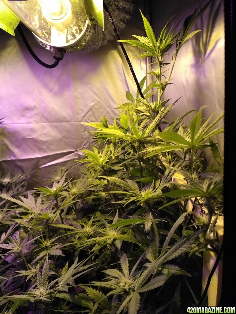 [26F] Sweet Seeds Cream Mandarine F1