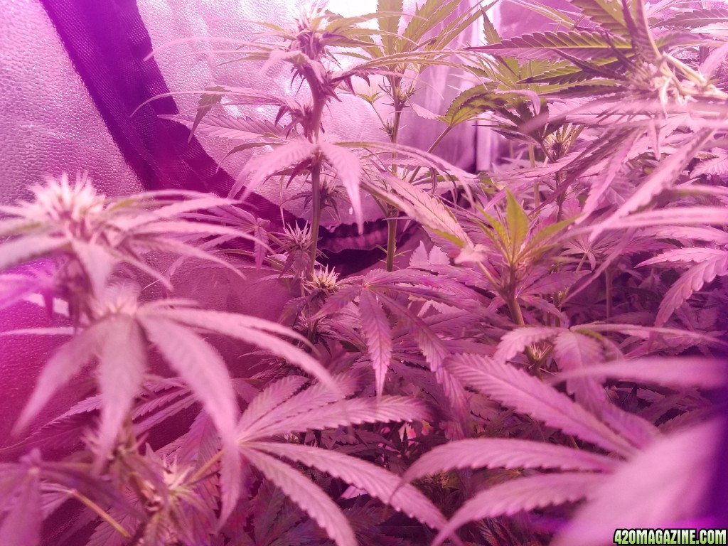 29 days in flower