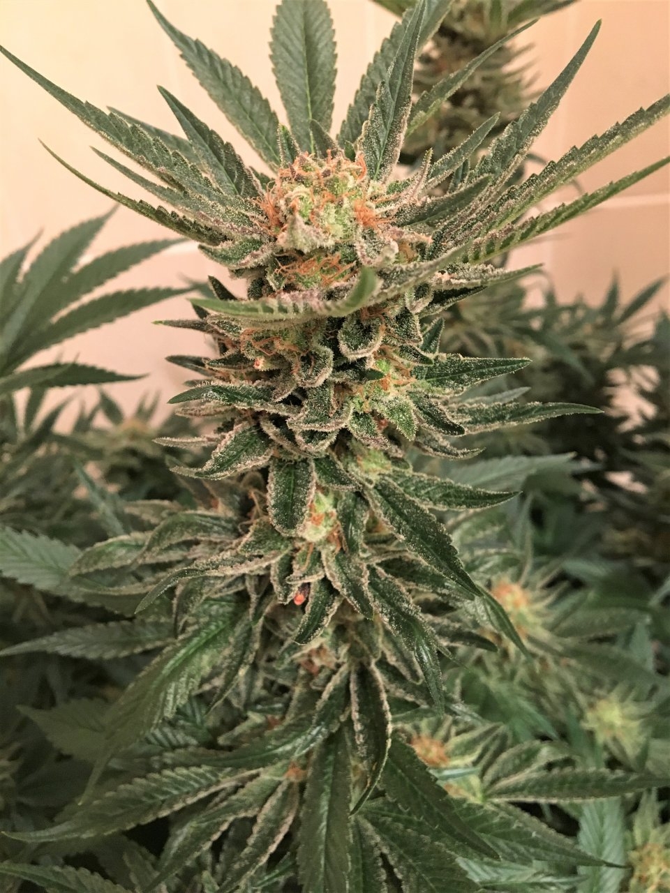 291218 Jack Herer - start flush.jpg