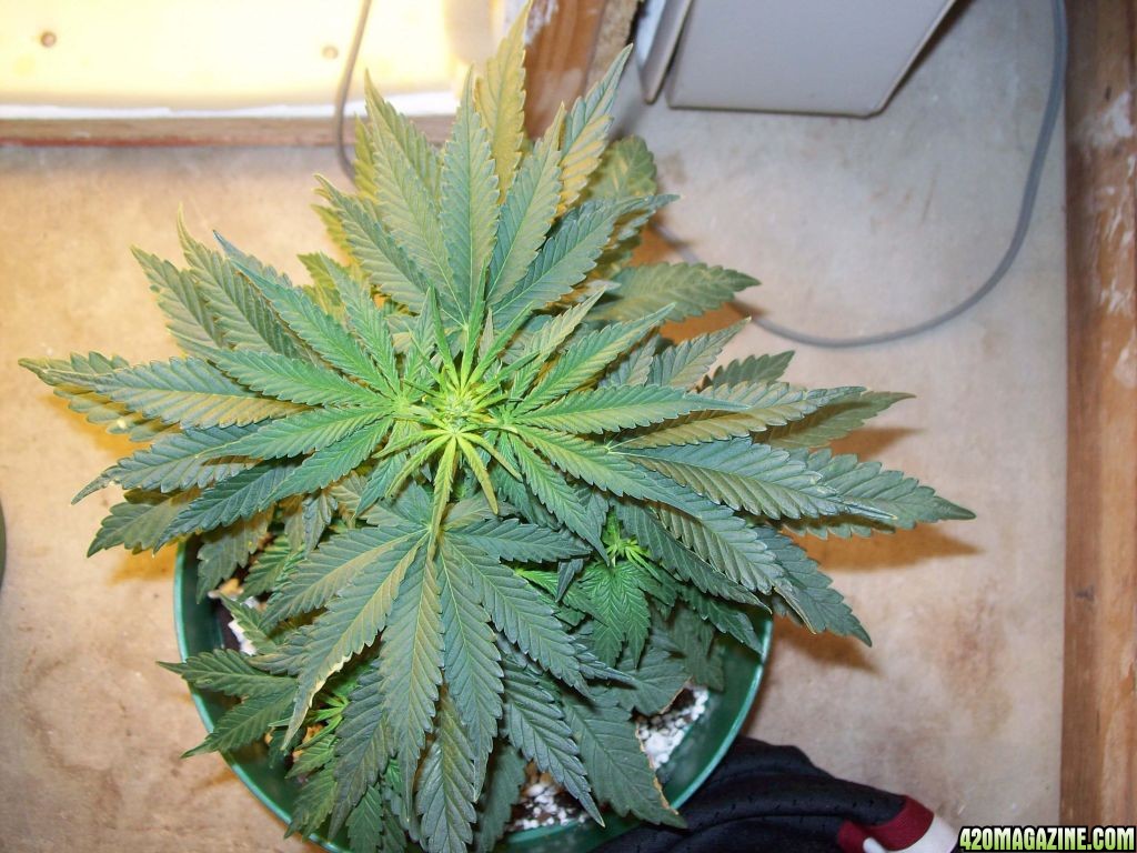 2_plant