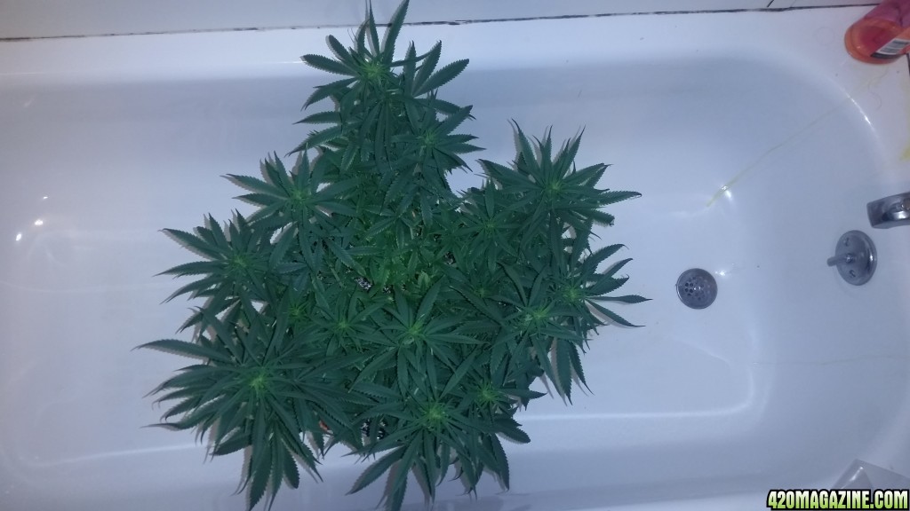 2nd cycle perpetual grow