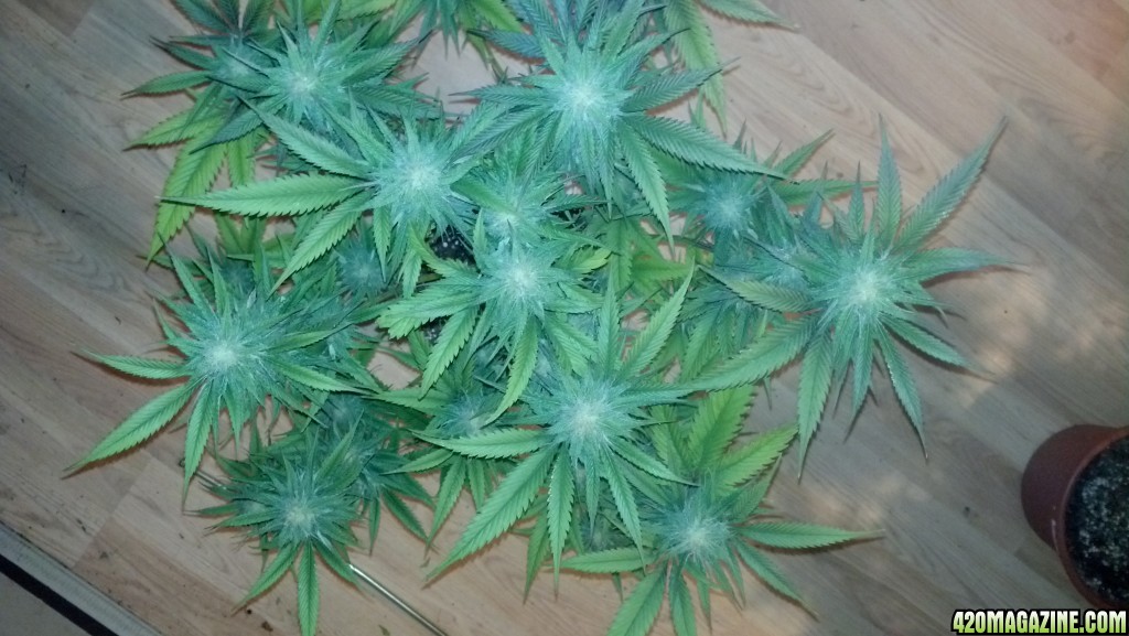 2nd generation Blackberry Kush 5 weeks into flower