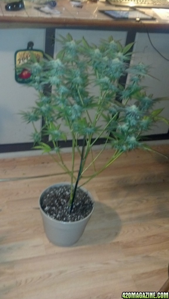 2nd generation Blackberry Kush 5 weeks into flower