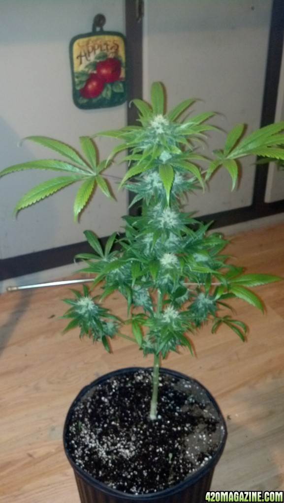 2nd generation Blackberry Kush 5 weeks into flower