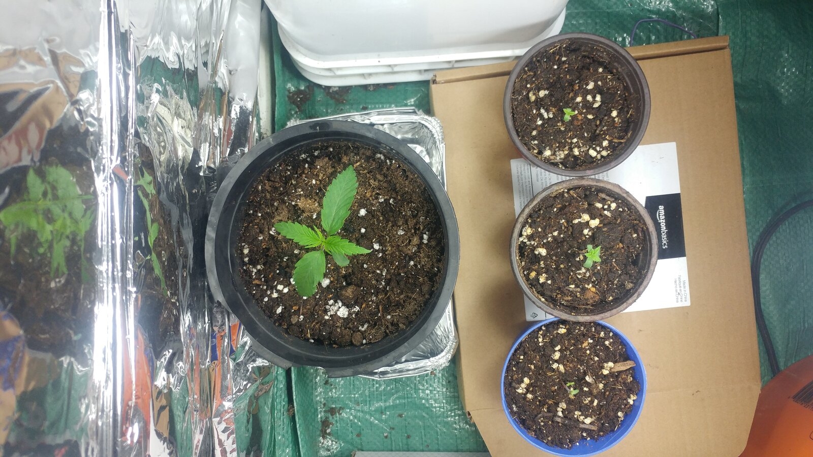 2nd grow 003.jpg