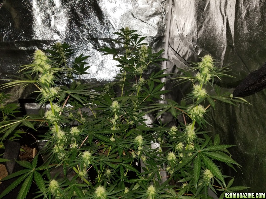 2nd grow day 25 of flowering