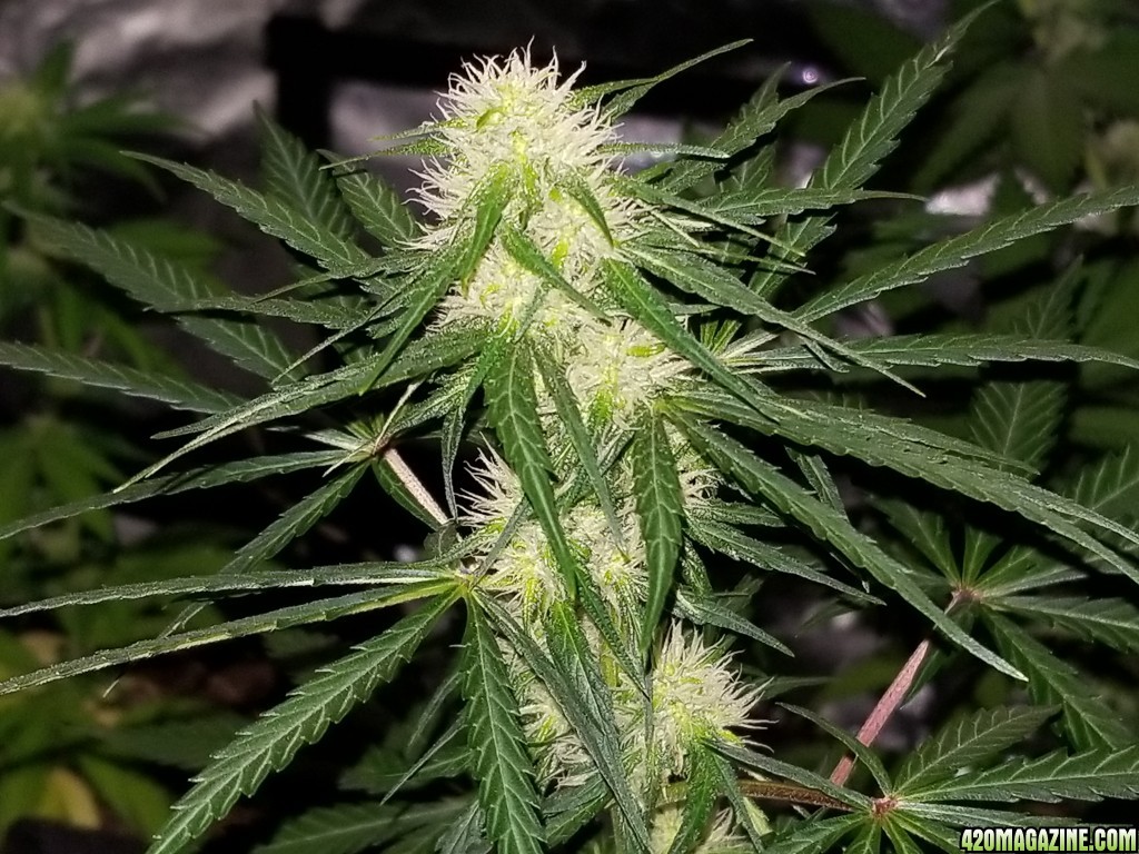 2nd grow day 25 of flowering