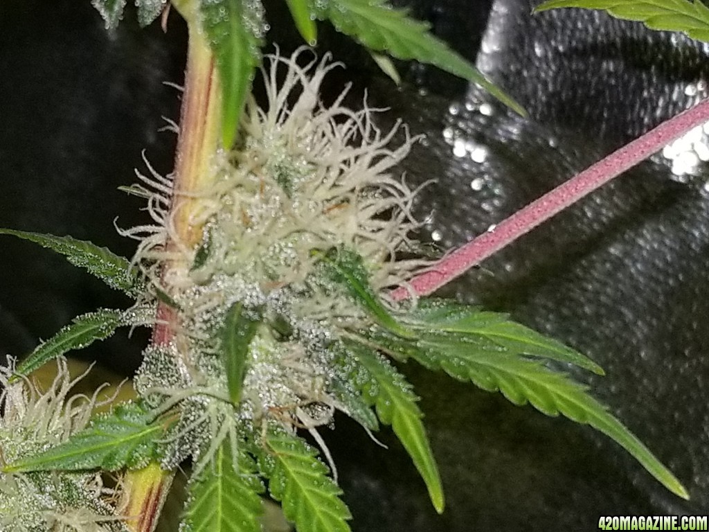 2nd grow day40 flowering