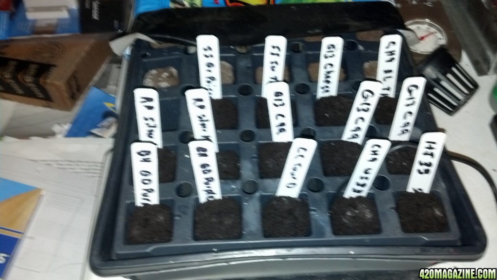 2nd Grow Journal Seed Starts