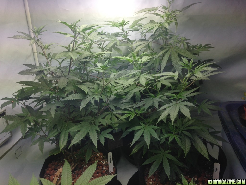 2nd grow line up coming along nicely