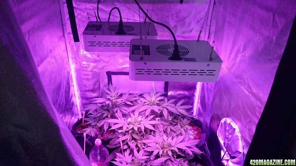 2nd grow , sensi skunk, silver haze#9, automatic ak, led