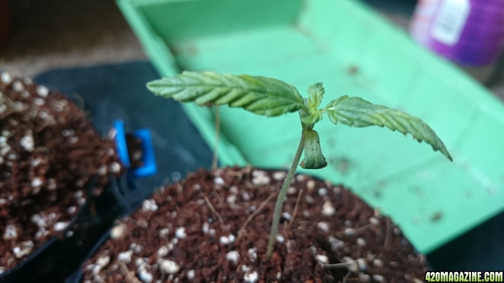 2nd grow , sensi skunk, silver haze#9, automatic ak, led