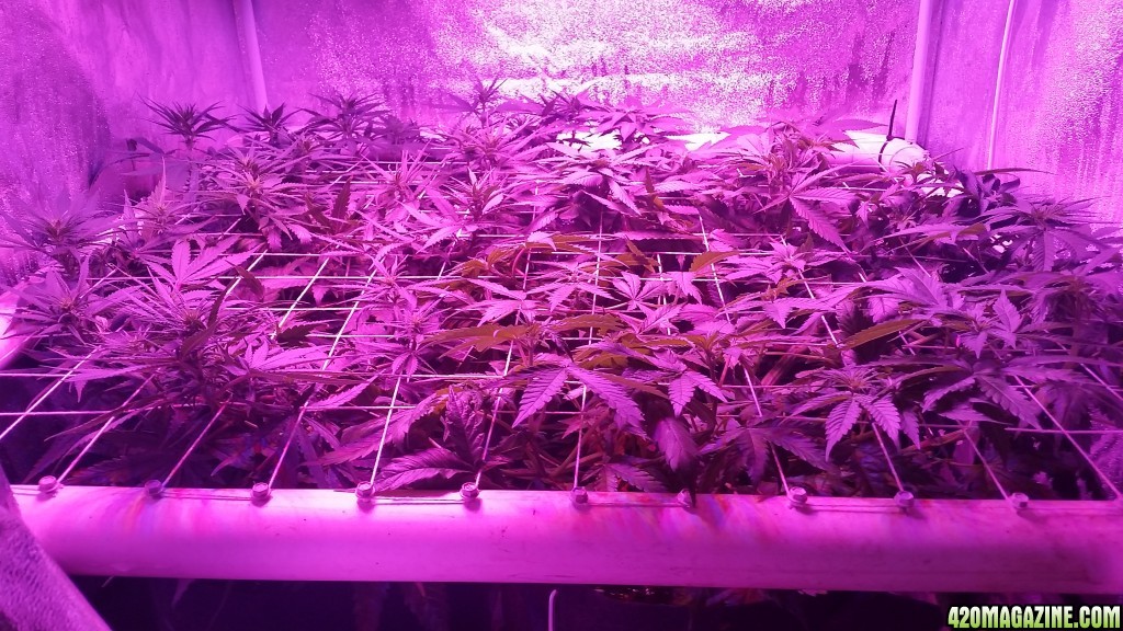 2nd Grow