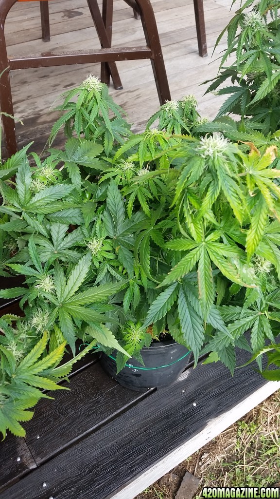 2nd Grow