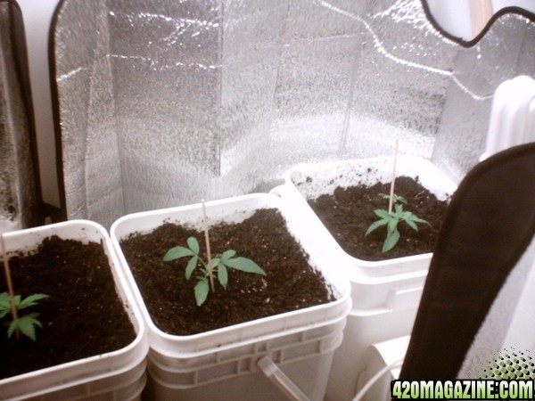 2nd Grow