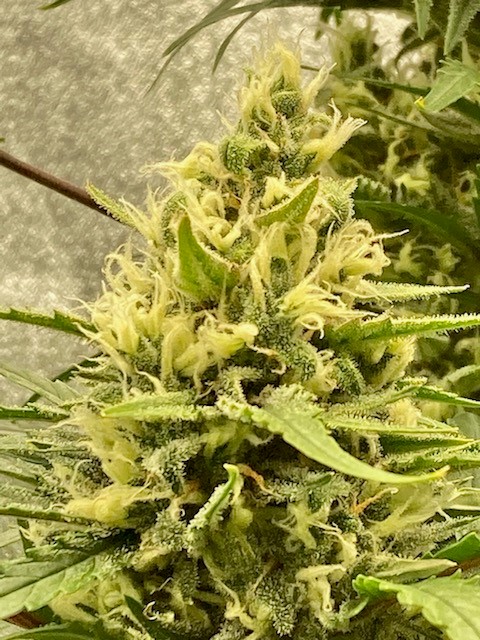 2nd Level Bud Titan 5 17.jpg