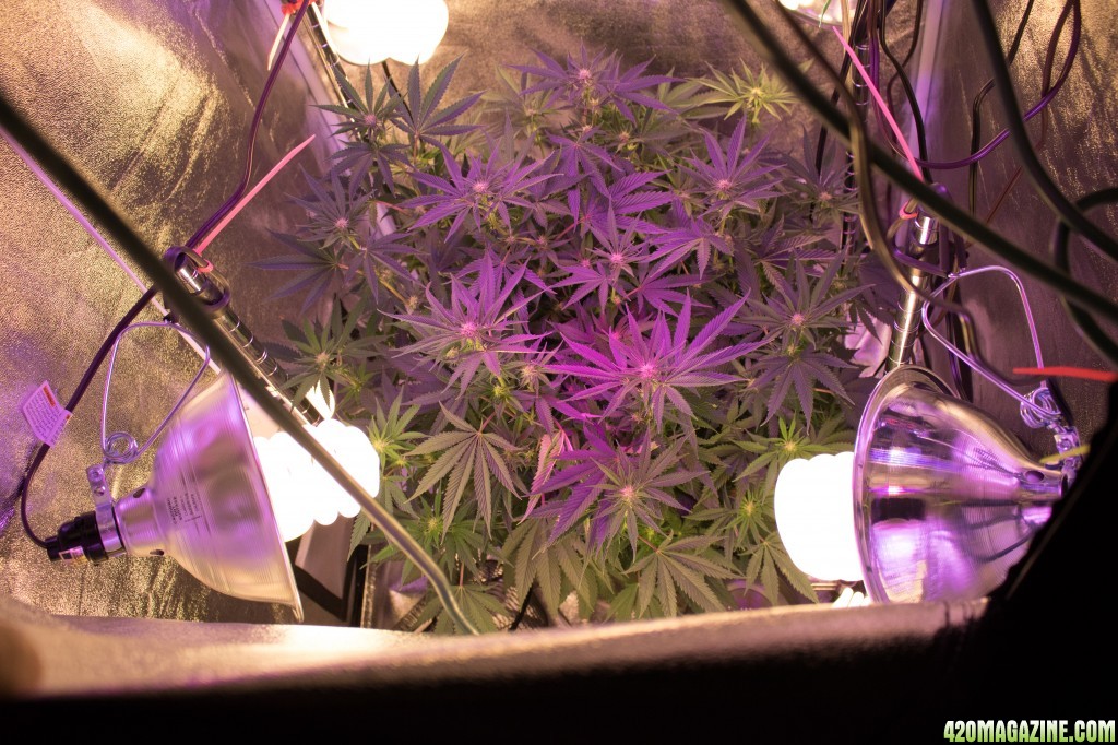 2nd Week Flowering Courtside Jack