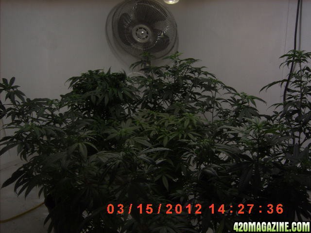 2nd_Grow4