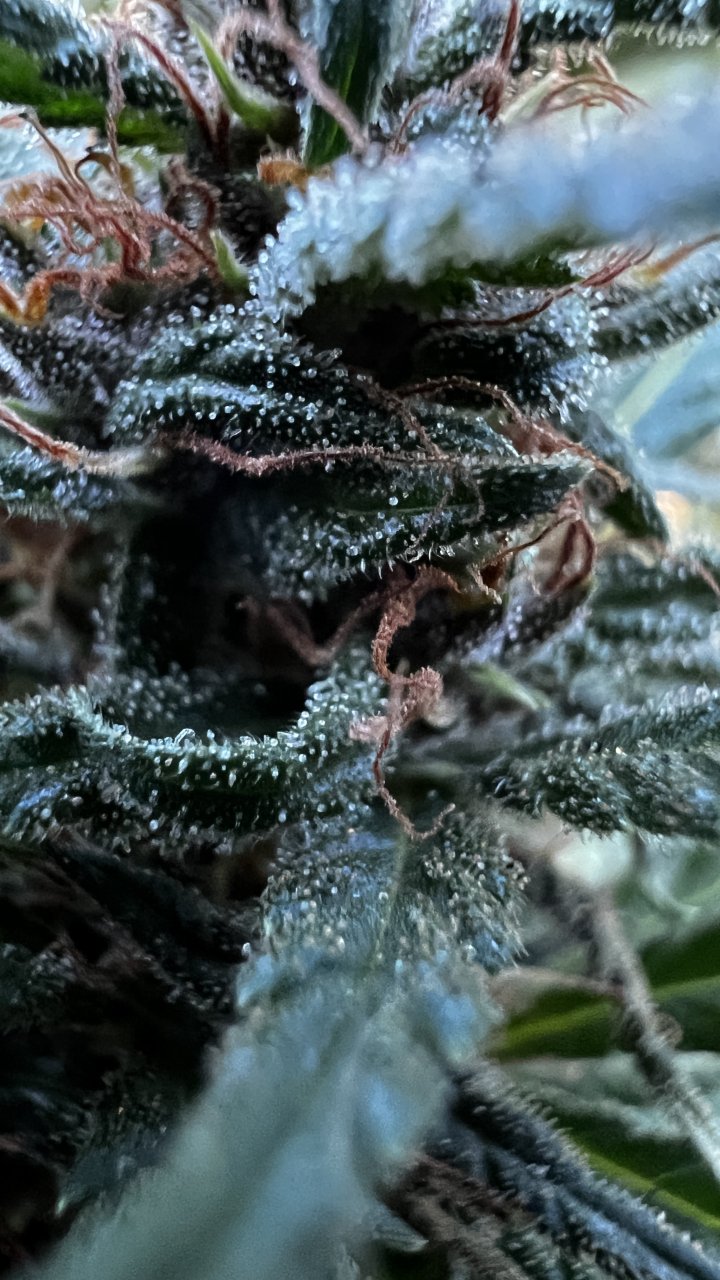 2PurpleHazeTrichs9-14-2024.JPG