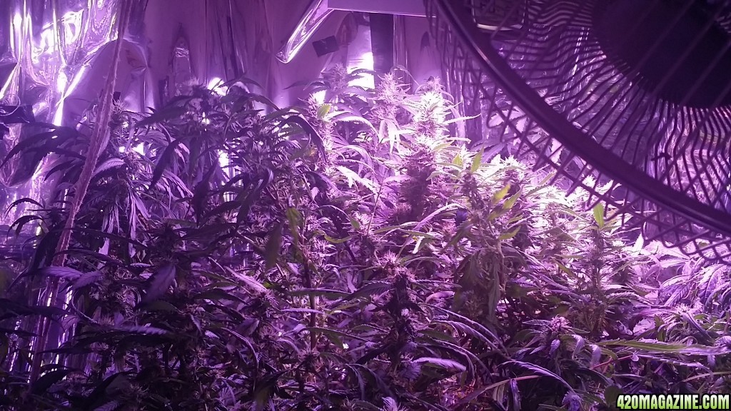 2x 650wt LED grow update!!!!